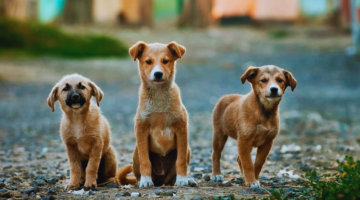 Familiarity for taking care of stray animals