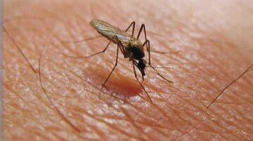 West Nile Virus