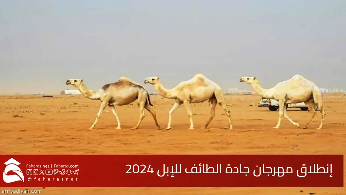 إنطلاق مهرجان جادة الطائف للإبل 2024.. احتفاء بالتراث السعودي وفرص استثمارية واعدة