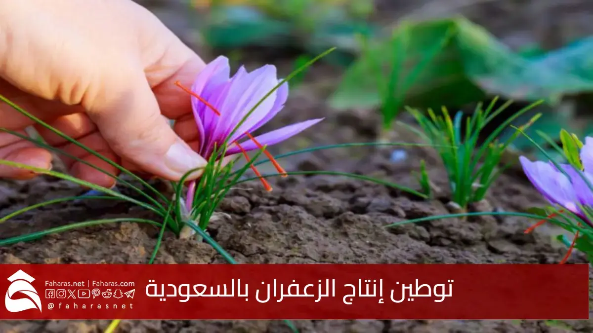 توطين إنتاج الزعفران بالسعودية.. يأتي على قائمة أولويات المملكة 5 توطين إنتاج الزعفران بالسعودية.. يأتي على قائمة أولويات المملكة