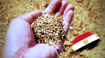 Barley rice prices Egypt