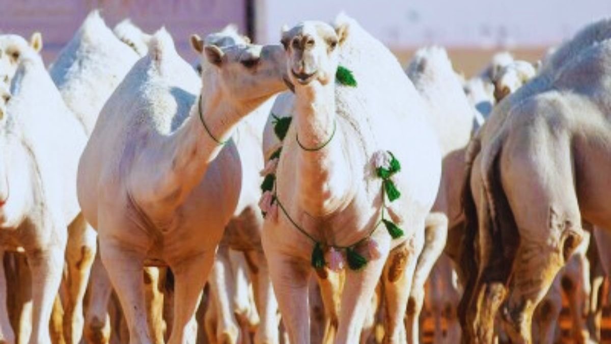 مسابقة منقية الجزيرة 