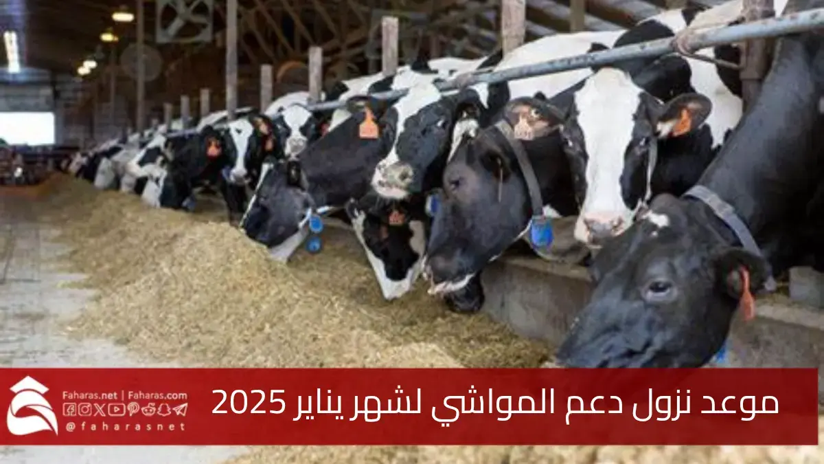 موعد صرف دعم المواشي لشهر يناير 2025.. لمواصلة تحسين قطاع الثروة الحيوانية في المملكة