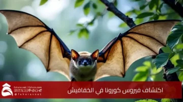 Discovery Corona virus bats