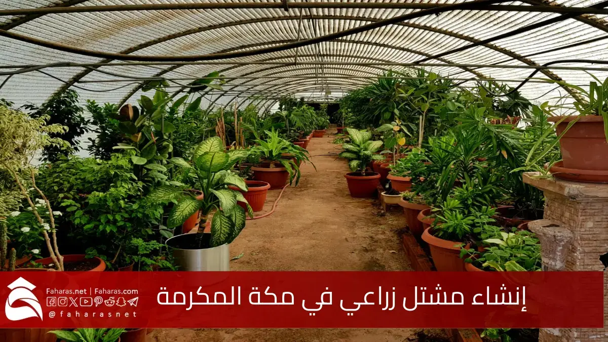 إنشاء مشتل زراعي في مكة المكرمة.. دعماً للمساهمة في تحقيق الأمن الغذائي مع رؤية المملكة 2030 5 إنشاء مشتل زراعي في مكة المكرمة.. دعماً للمساهمة في تحقيق الأمن الغذائي مع رؤية المملكة 2030