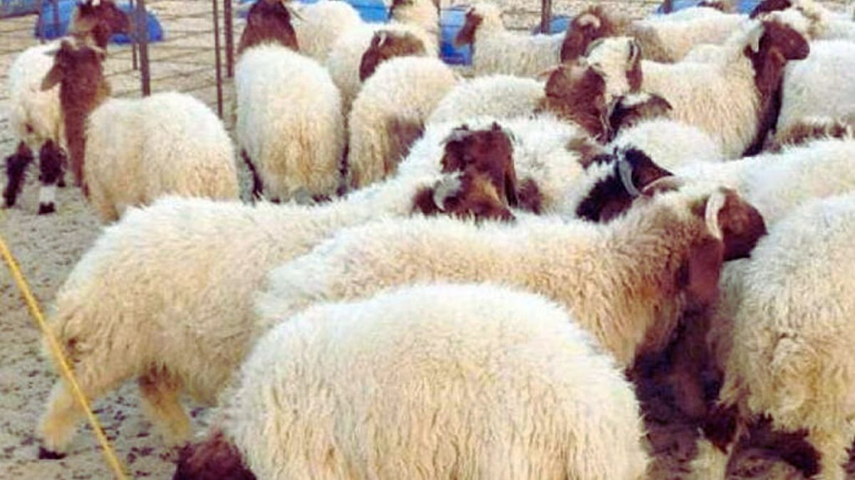 متى ينزل دعم مربي الماشية شهر فبراير 
