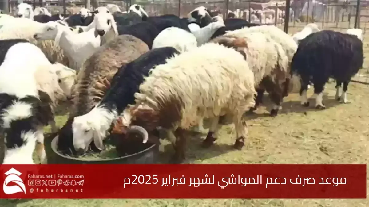 موعد صرف دعم المواشي لشهر فبراير 2025.. خطوات الاستعلام عن دعم مربي الماشية 5 موعد صرف دعم المواشي لشهر فبراير 2025.. خطوات الاستعلام عن دعم مربي الماشية