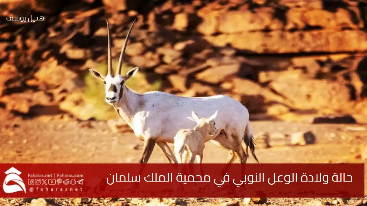 رصد حالة ولادة الوعل النوبي في محمية الملك سلمان كإنجاز يحقق هدف عملية إعادة التوطين 5 رصد حالة ولادة الوعل النوبي في محمية الملك سلمان كإنجاز يحقق هدف عملية إعادة التوطين
