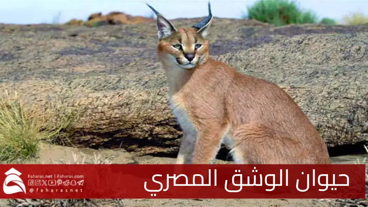 حيوان الوشق المصري يتألق على السوشيال ميديا نجم الحياة البرية في بؤرة الاهتمام