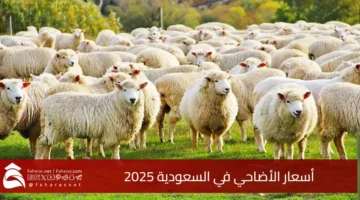 Prices sacrificial Saudi Arabia