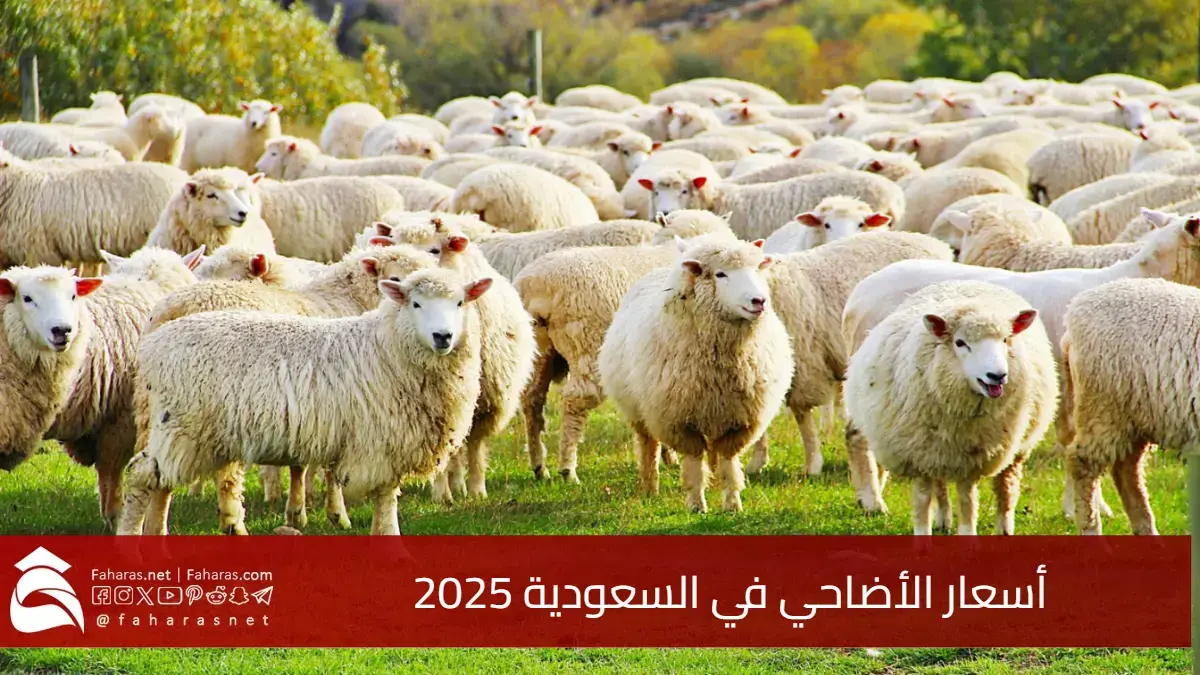 أسعار الأضاحي في السعودية 2025.. أفضل أماكن الشراء وخطوات الحجز الإلكتروني بسهولة 5 أسعار الأضاحي في السعودية 2025.. أفضل أماكن الشراء وخطوات الحجز الإلكتروني بسهولة