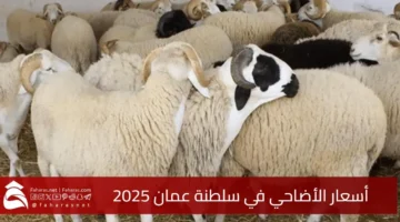 Prices sacrificial Sultanate Oman