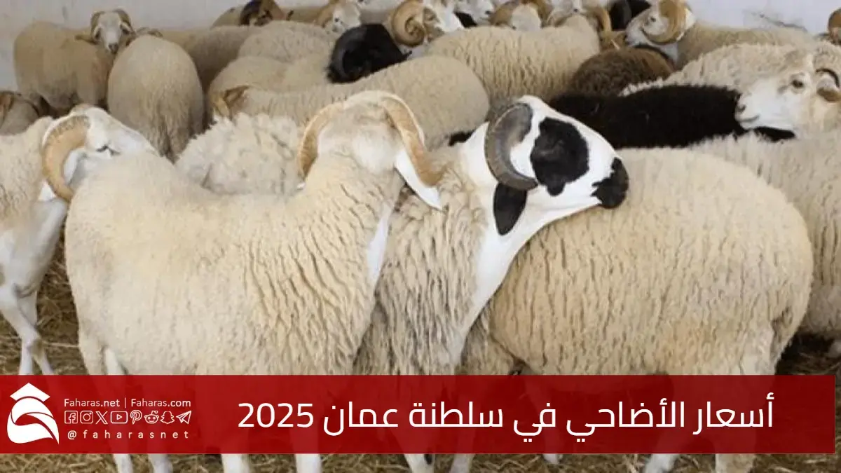 أسعار الأضاحي في سلطنة عمان 2025.. استقرار نسبي وتنوع في الخيارات للمواطنين 5 أسعار الأضاحي في سلطنة عمان 2025.. استقرار نسبي وتنوع في الخيارات للمواطنين