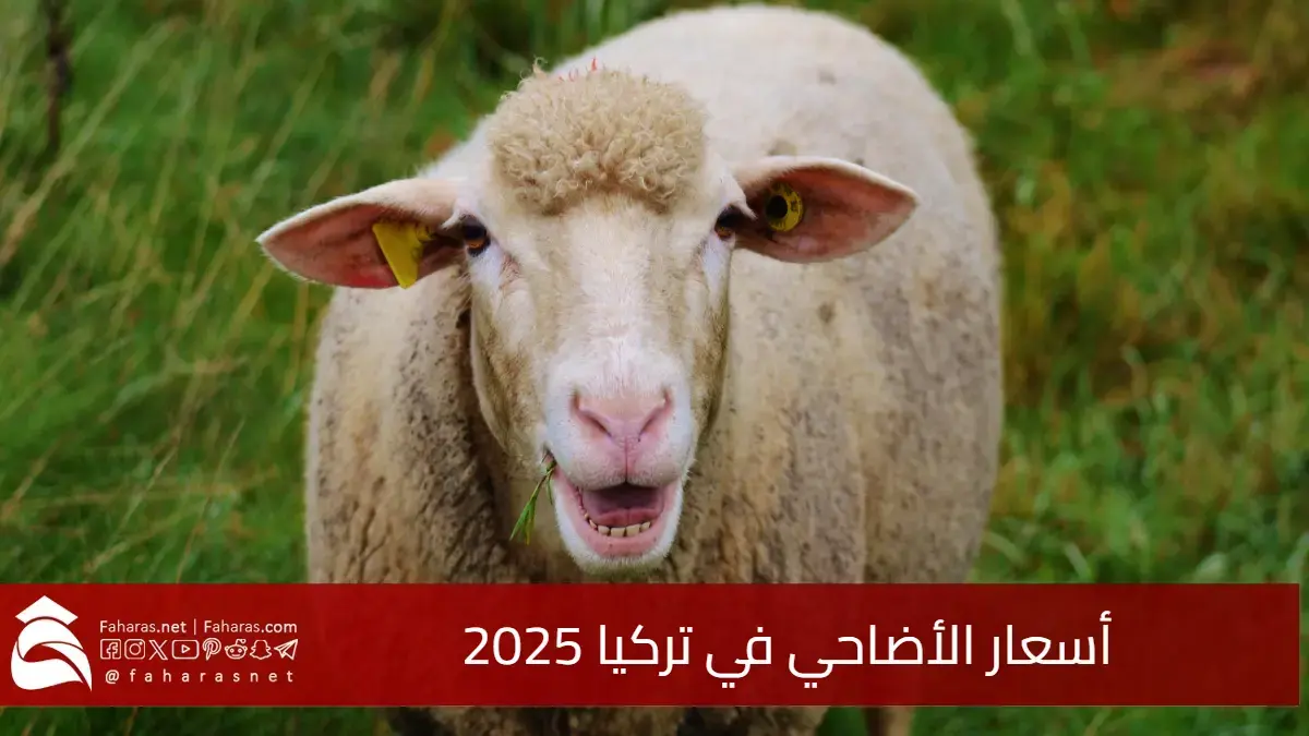 أسعار الأضاحي في تركيا 2025.. ارتفاعات ملحوظة وتحديات اقتصادية تؤثر على السوق 5 أسعار الأضاحي في تركيا 2025.. ارتفاعات ملحوظة وتحديات اقتصادية تؤثر على السوق