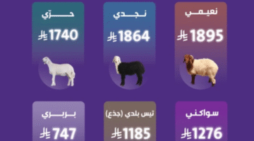 Sheep goat prices Saudi Arabia