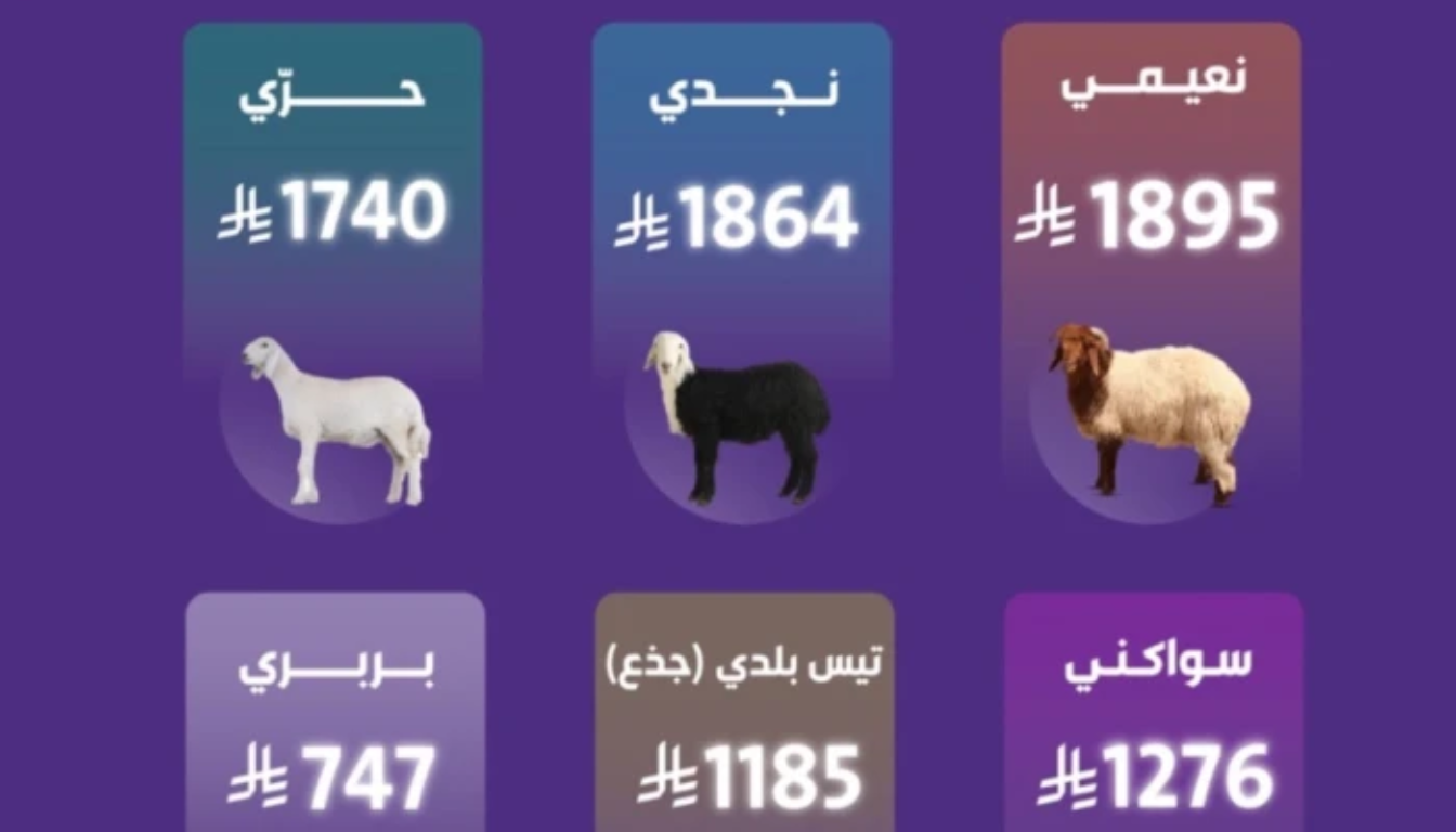 أسعار الأغنام والماعز في السعودية 2025.. النعيمي يتصدر والبربري الأرخص قبل عيد الأضحى 5 أسعار الأغنام والماعز في السعودية 2025.. النعيمي يتصدر والبربري الأرخص قبل عيد الأضحى