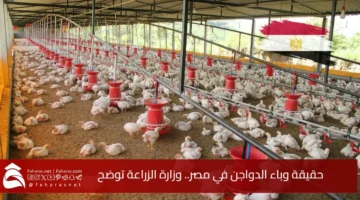Truth poultry epidemic Egypt