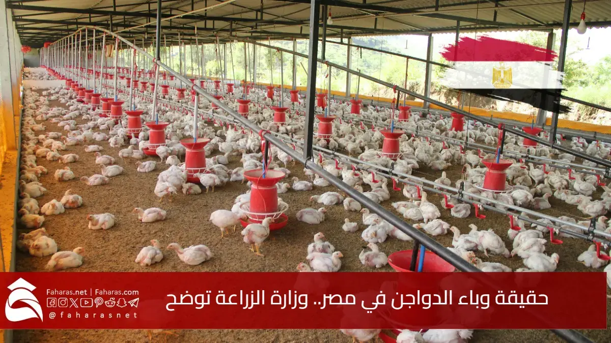 حقيقة وباء الدواجن في مصر.. وزارة الزراعة تكشف التفاصيل وتطمئن المواطنين بشأن سلامة الإنتاج 5 حقيقة وباء الدواجن في مصر.. وزارة الزراعة تكشف التفاصيل وتطمئن المواطنين بشأن سلامة الإنتاج