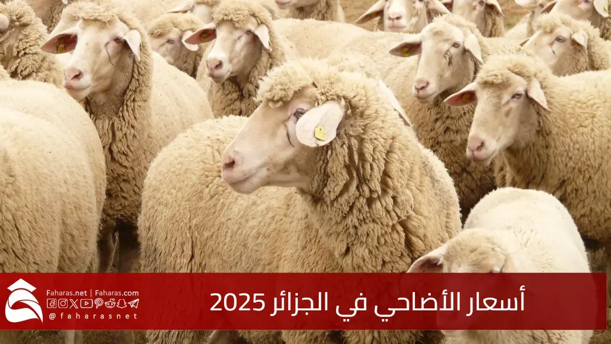أسعار الأضاحي في الجزائر 2025.. تسعيرة رسمية وخيارات تناسب الجميع 5 أسعار الأضاحي في الجزائر 2025.. تسعيرة رسمية وخيارات تناسب الجميع