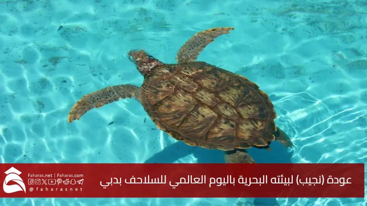 اليوم الدولي للاهتمام بالسلاحف بدبي 