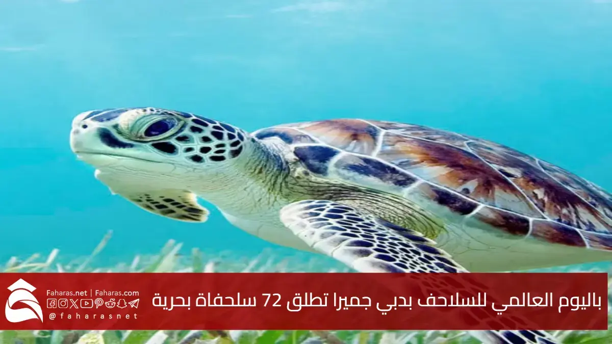 اليوم العالمي للسلاحف بدبي في جميرا.. اطلاق 72 سلحفاة بحرية وسط حضور اجتماعي مميز 5 اليوم العالمي للسلاحف بدبي في جميرا.. اطلاق 72 سلحفاة بحرية وسط حضور اجتماعي مميز
